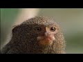 Natural World - Clever Monkeys (Part 1/6)