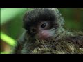 Natural World - Clever Monkeys (Part 1/6)