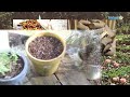 How To Get Rid Of Earwigs