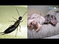 How To Get Rid Of Earwigs