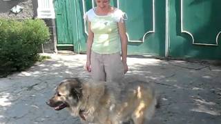 Кавказская овчарка