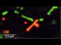 Fusion of Mitochondria movie clip