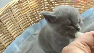Британский котенок из питомника Silvery Snow