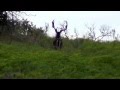 Typical Texas Whitetail from our of the Starbuck Whitetails bloodline.