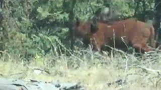escalofriante video Un oso encuentra a una vaca y la devora