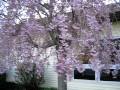 pretty weeping pink cherry tree flowering tree