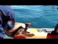 Tartaruga liberata al largo delle Secche della Meloria