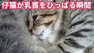 【仔猫育て】仔猫が乳首を引っ張る瞬間