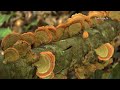 Beneath the Canopy: The Forests of Thailand