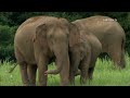 Beneath the Canopy: The Forests of Thailand