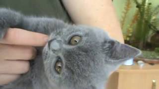 Ласковый и ручной британский котенок. П-к Silvery Snow