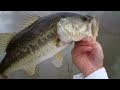 Topwater Largemouth Bass Fishing with Frogs. 6 Pounds 8oz.