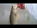 Topwater Largemouth Bass Fishing with Frogs. 6 Pounds 8oz.