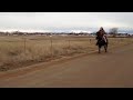 Black horse galloping