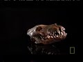Dire Wolf Diet