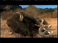 Dire Wolf Diet