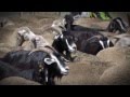 The Life Praterie project at the 56th sheep fair in Campo Imperatore
