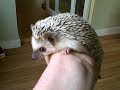 Hedgehog Ball