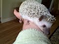 Hedgehog Ball