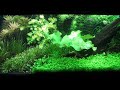 Adding Co2 to Planted Tank