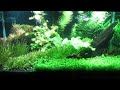 Adding Co2 to Planted Tank