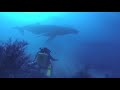 just another dive