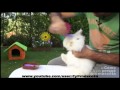 Peinar al conejo angora