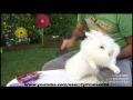 Peinar al conejo angora