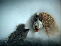 Hedgehog in the Fog - Russian cartoon + english subtitle