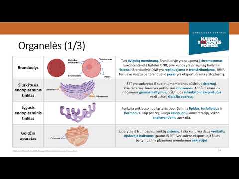 Kauno tvirtovės VII fortas. Vaizdo pamoka „Ląstelės ir jų struktūra“