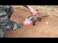Fox cub comes to people for help