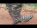 Fox cub comes to people for help