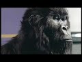 Cadbury's Gorilla Advert Aug 31st 2007