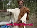 Minyari Stuff Seller of Sarwana in Dhoke Mughala'an, Hazro.