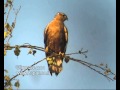 Birds of Israel - Long-legged Buzzard - עקב עיטי
