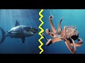 Animal Fight Club 2 !! :