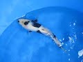 Marugen Koi Farm - High Quality Shiro Utsuri Koi Fish For Sale In Singapore