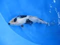Marugen Koi Farm - High Quality Shiro Utsuri Koi Fish For Sale In Singapore