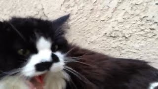 very angry kitty