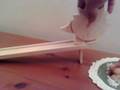 Wooden hedgehog funny toy walk by himself קיפוד מעץ הולך לבד