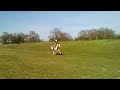Paint Horse Galloping