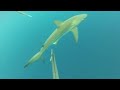 Texas Wahoo Hunt