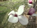 Magnolia flower tree is the spring movie..