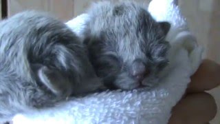 Новорожденные британские котята.