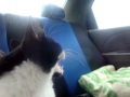 Gato anda de carro pela primeira vez Gato anda de carro pela primeira vez