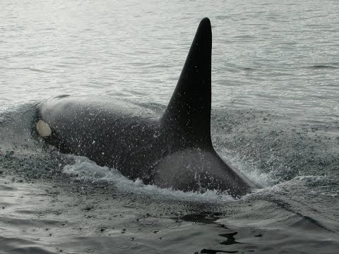 Free Download Orca The Killer Whale
