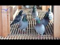 Dirk Van Dyck, Belgium [Racing Pigeons Loft / Taubenschlag / Palomar] (2015) | Dirk Van Dyck, Belgium [Racing Pigeons Loft / Taubenschlag / Palomar] (2015) --------------------------- Pigeon Racing Book Facts & Information (English) ...