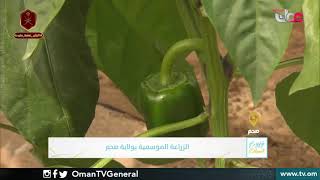 ربط مباشر من ولاية #صحم بمحافظة شمال الباطنة للحديث حول الزراعة الموسمية