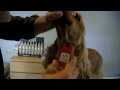 PELAPEL.TV - PELUQUERIA CANINA COCKER INGLES - GROOMING ENGLISH SPANIEL COCKER