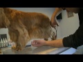 PELAPEL.TV - PELUQUERIA CANINA COCKER INGLES - GROOMING ENGLISH SPANIEL COCKER